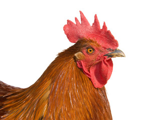 Rooster isolated on white background