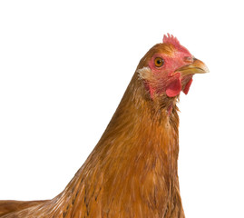 Brown hen isolated on white