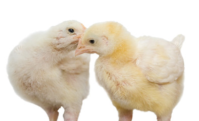 Chickens isolated on a white background