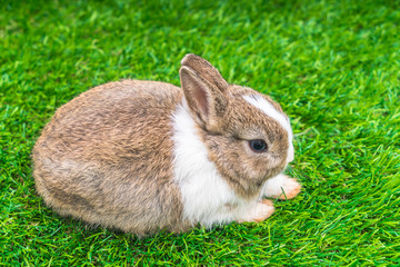 Rabbit on green grass for easter holiday