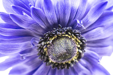 Obraz premium Flower, anemone, close-up, macro. 