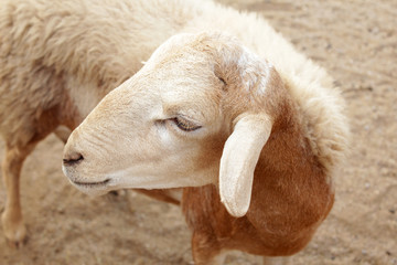 Brown sheep in farm, Thailand