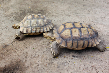 Giant turtles in zoo