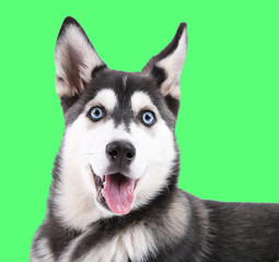 Beautiful cute husky puppy, on green background