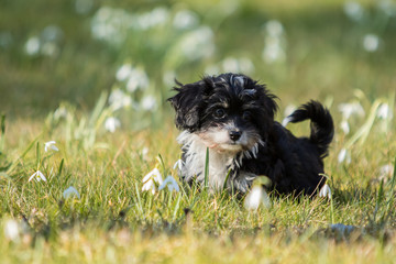 Hund, Havaneser Welpe