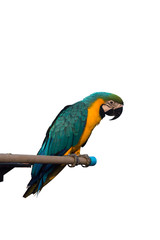 Parrot Isolated on white background