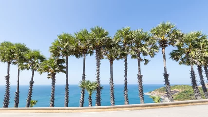 Photo sur Plexiglas Palmier palmier à sucre une rangée au bord de la mer.