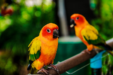Fototapeta na wymiar pair of Yellow parrots