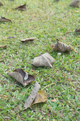Dry leaves on the lawn