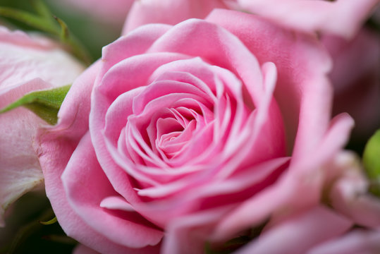 Close up image of a bouquet of pink roses