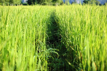 Rice berry Cornfield