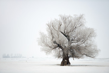 Fototapeta na wymiar Tree in a winter time