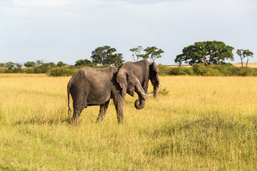 Two elephants grazing grass on savanna