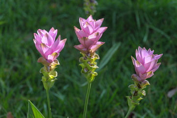 Fototapeta premium krachiao flower bloom in the garden