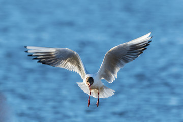 Black headed gull flying over the water