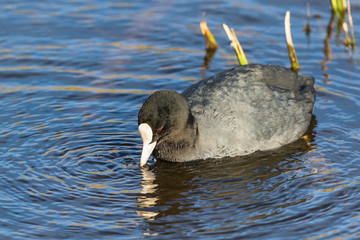 Coot dipping its beak into water