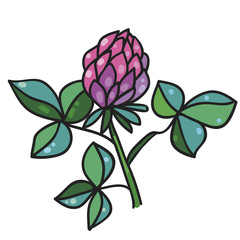 Flower of clover. Vector illustration
