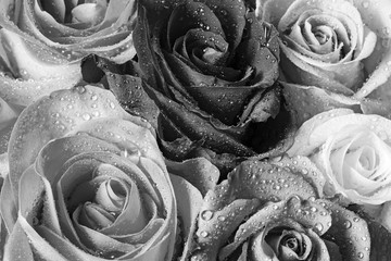 roses with dew drops in detail