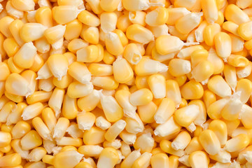 Bulk of yellow corn grains texture