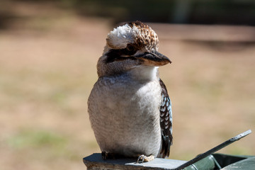 Laughing kookaburra (Dacelo novaeguineae). native to eastern Australia