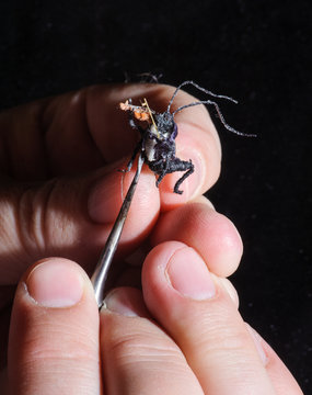 Miniature of bug playing violin. Handcrafted process. Craftsman holding miniature by his fingers and working on it with tool. Macro detail shot.