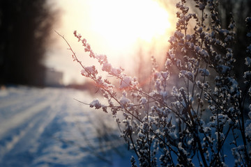 thorn in the snow