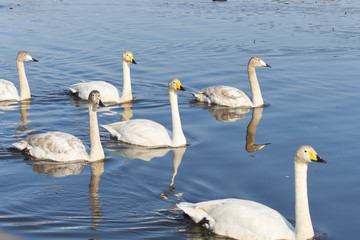 白鳥　複数　飛来