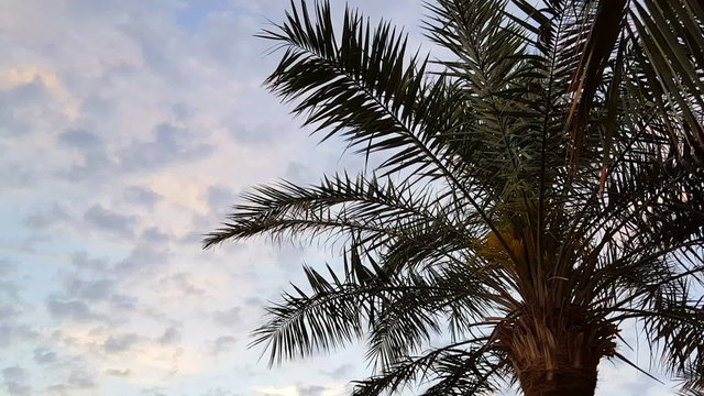 Palm leaves against the sunset sky