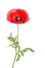 single red poppy isolated on white