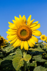 Sunflower with green leaves