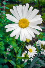 Fototapeta premium Garden flowers in spring
