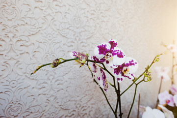Multicolor phalaenopsis flowers orchid on vanile texture backgro