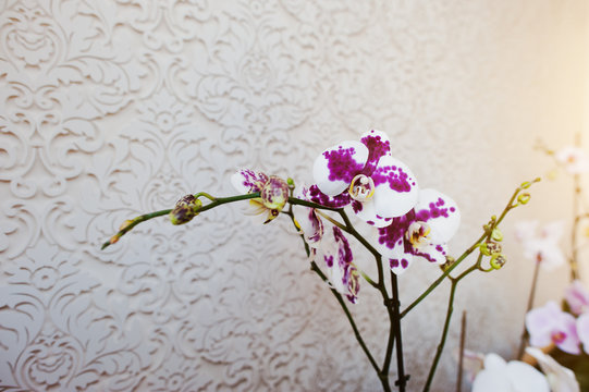 Multicolor phalaenopsis flowers orchid on vanile texture backgro