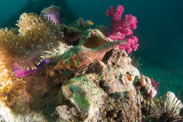 Underwater reef covered with soft corals. Hermit crab hides inside big shell. 