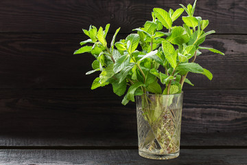 Fresh sprigs of mint in glass