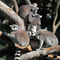 lemurs