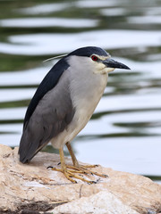 Night-Heron