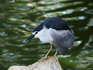  Night-Heron