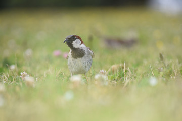 Male house sparrow Passer domesticus in grass.