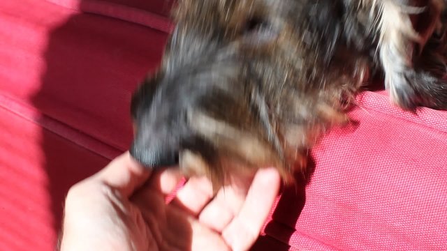 Cane bassotto a riposo