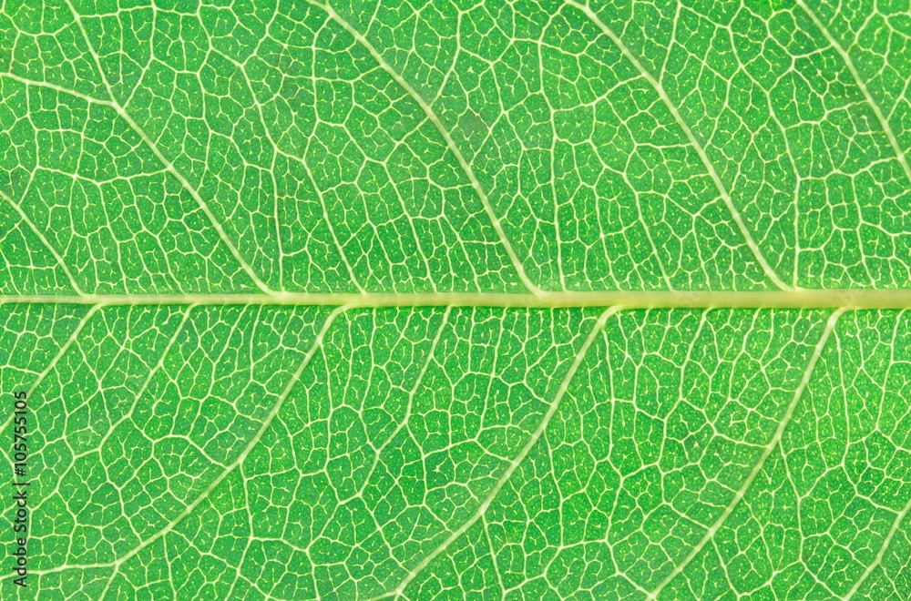 Poster Design on leaf texture for pattern