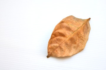 dry leaf on white background
