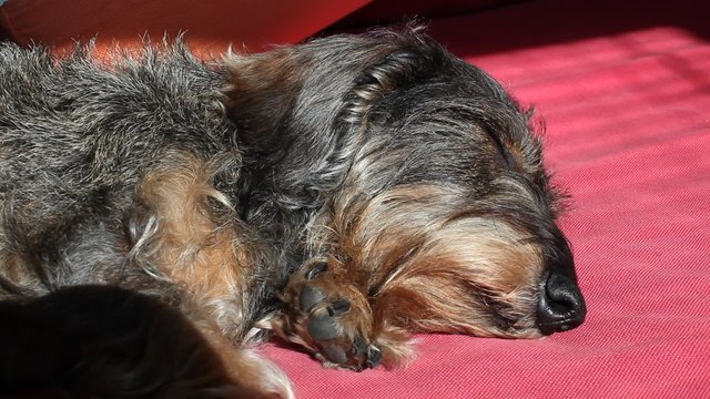 Cane bassotto a riposo
