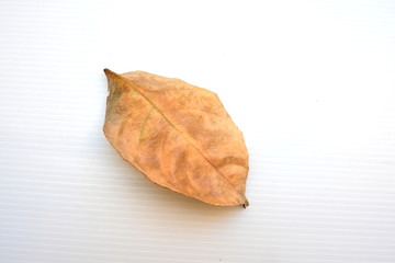 dry leaf on white background