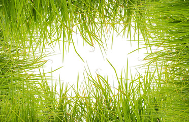 Fototapeta premium fond d'herbe