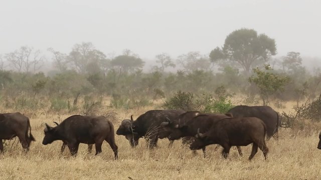 Herd of African buffaloes (Syncerus caffer) in natural habitat, Kruger National Park, South Africa