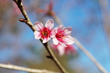 Pink cherry blossom on the blue sky