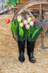 Tulpen im Gummistiefel