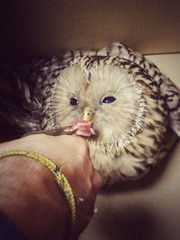 owl feeding 