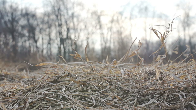 Dry grass in spring or autumn filmed in motion HD